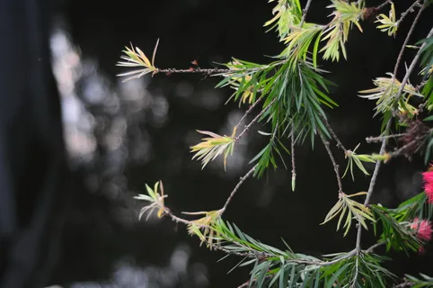 枝叶及水中倒影图