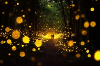 夏日森林夜晚萤火虫黄色光芒摄影图