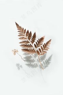 植物树叶标本图片