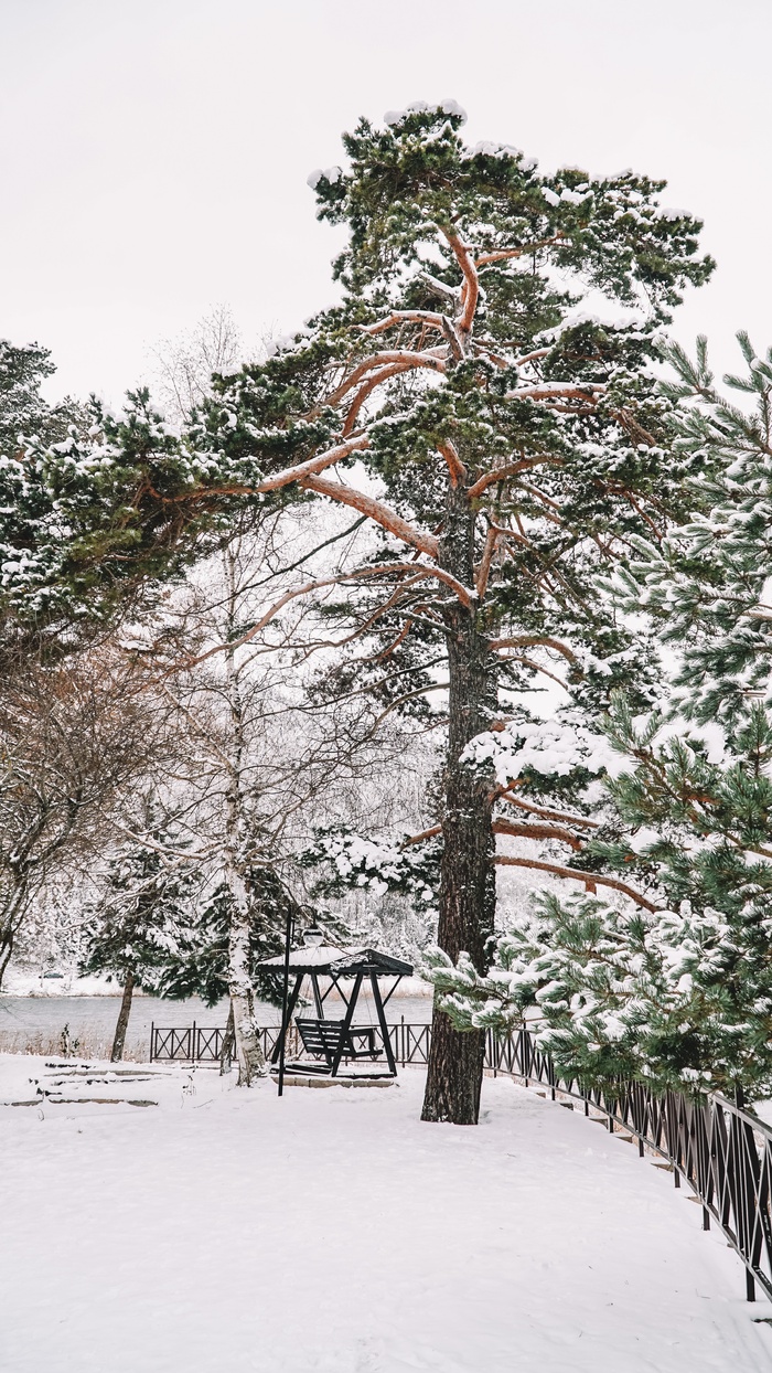 冬天动物风景背景