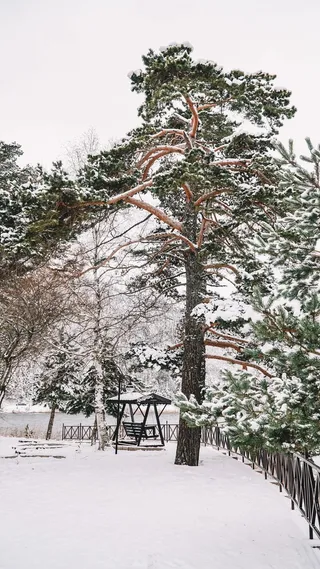 冬天动物风景背景