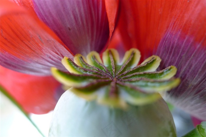 罂粟花朵近景拍摄