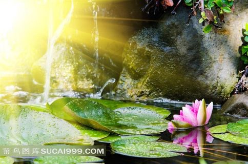 唯美荷塘荷花图片