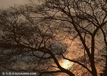 树林树木-夕阳中大树的枯枝树影