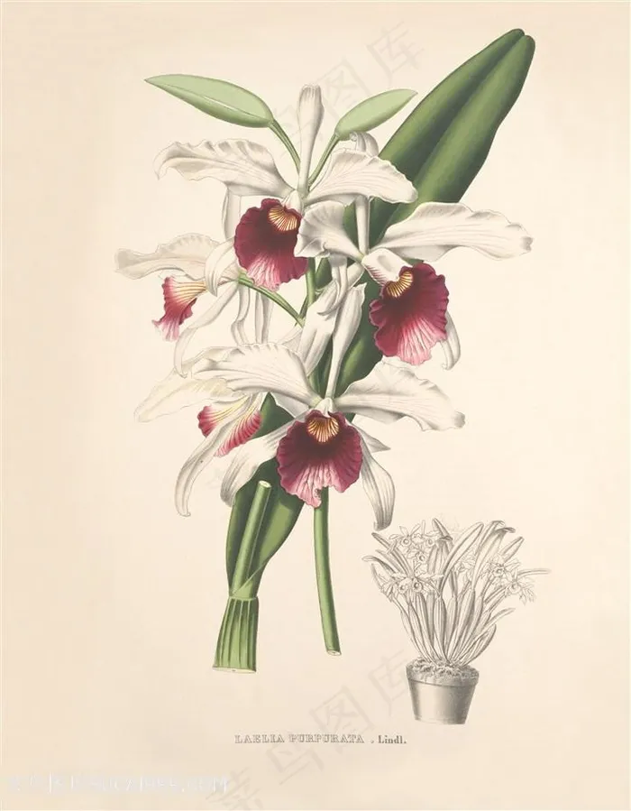 高清兰花复古装饰画