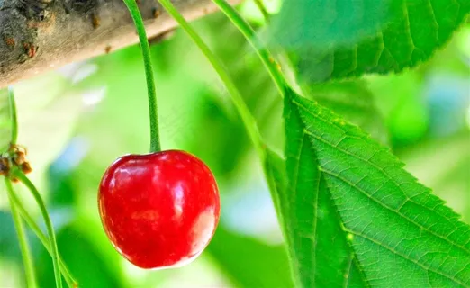 果园里的小樱桃水果