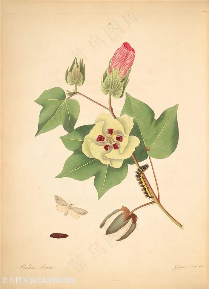 蝴蝶植物昆虫唯美花枝复古图谱