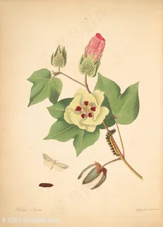 蝴蝶植物昆虫唯美花枝复古图谱