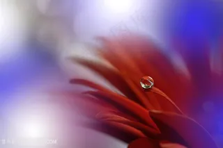 超高清唯美水滴花瓣鲜花图片