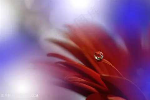 超高清唯美水滴花瓣鲜花图片 超高清唯美水滴花瓣鲜花图片