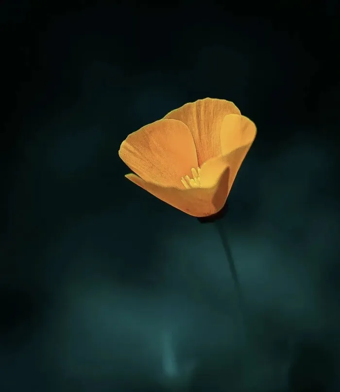 花朵背景图