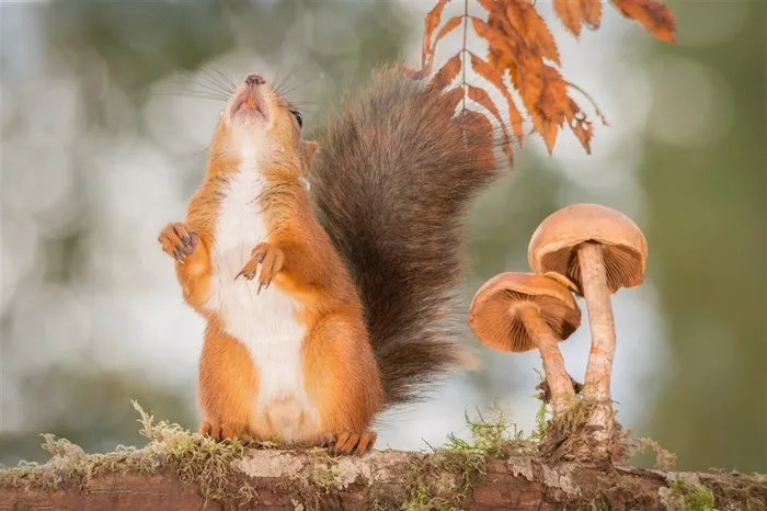 蘑菇小松鼠摄影素材