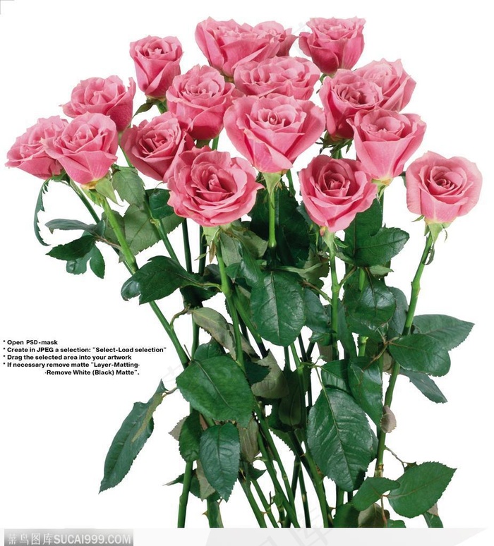 玫瑰花束-竖起的紫色玫瑰