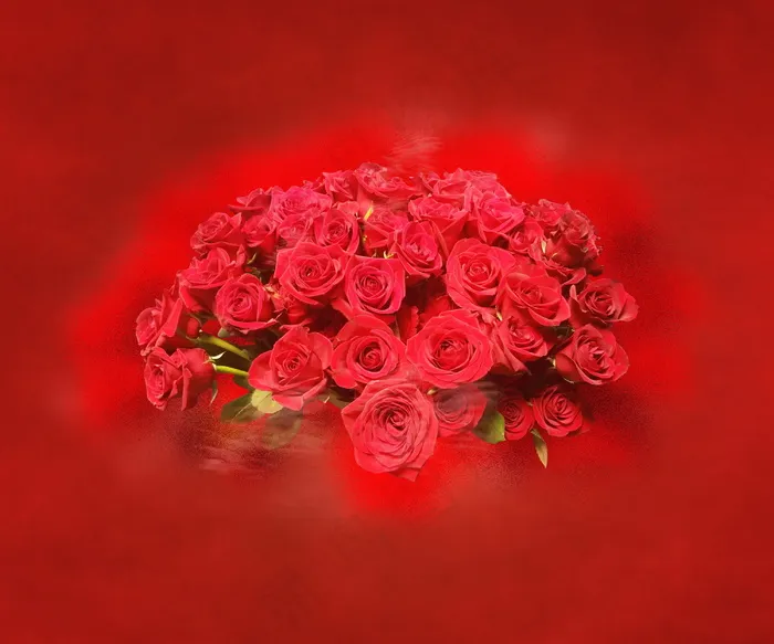 情人节红玫瑰花束图片