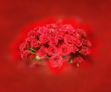 情人节红玫瑰花束图片