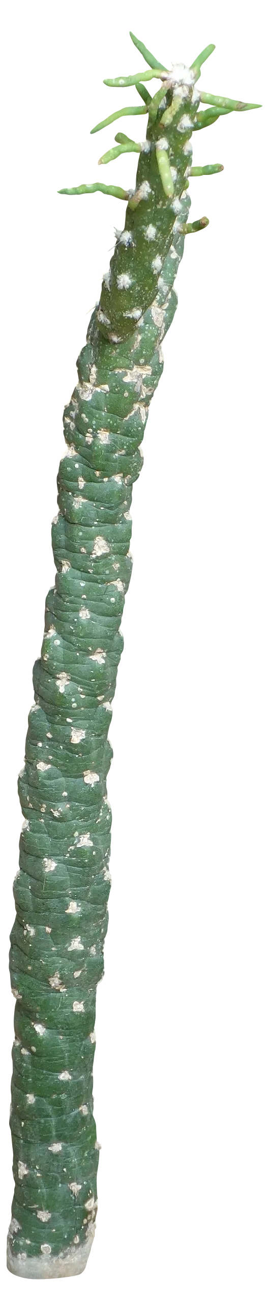 高清树木素材 免抠PSD植物素材 美术绘画园林贴图 树草灌木花草
