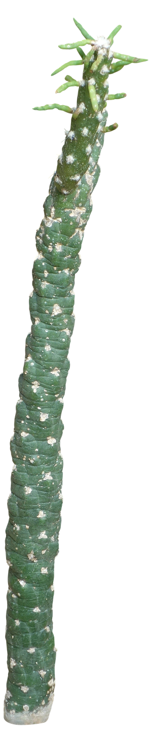 高清树木素材 免抠PSD植物素材 美术绘画园林贴图 树草灌木花草