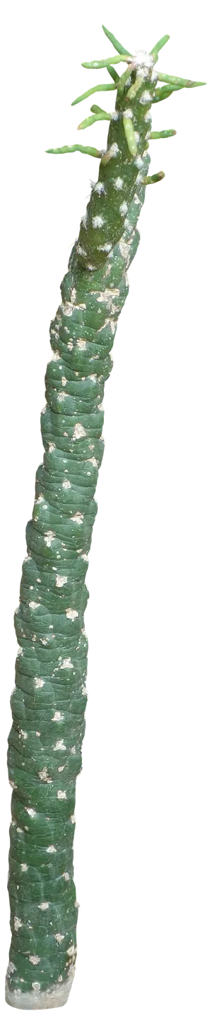 高清树木素材 免抠PSD植物素材 美术绘画园林贴图 树草灌木花草