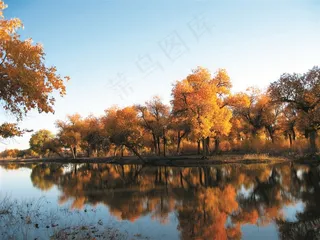 秋季唯美的胡杨树摄影图片