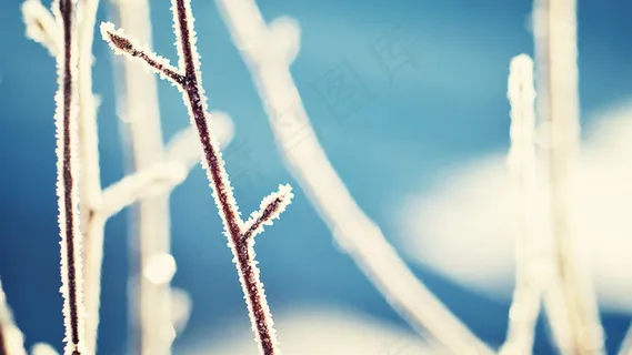 树上的雪 树上的雪