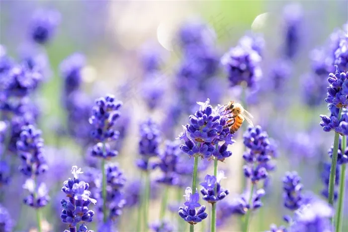 蜜蜂和紫色薰衣草花卉大全