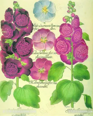 唯美花卉花束复古艺术插画