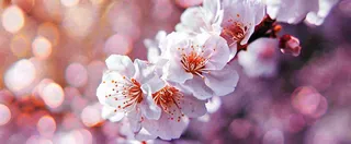 白色浪漫春季樱花花朵枝叶，立春惊蛰春分摄影图