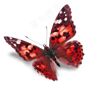 漂亮的蝴蝶图片下载