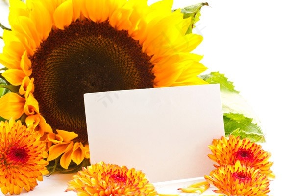 向日葵与卡片