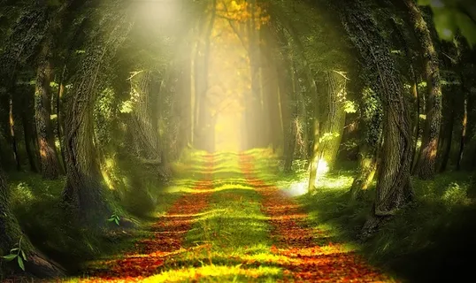 奇幻的树林小道风景图片 奇幻的树林小道风景图片