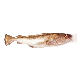 鱼类(63)海鲜超市商品红酒白底图免抠实物摄影png格式图片透明底