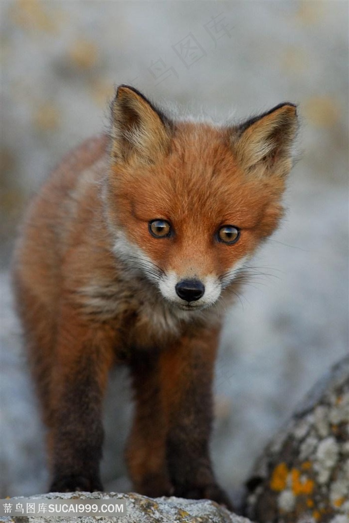 赤狐狸图片手机壁纸