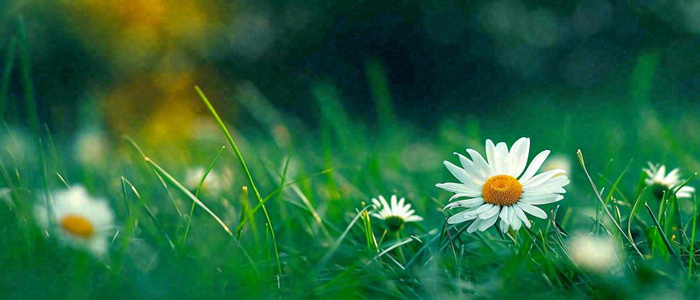 夏至夏天向阳菊花草地立夏小暑摄影图(1680x720)