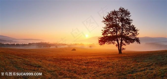 黄昏下美丽的大树自然风景图片