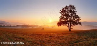 黄昏下美丽的大树自然风景图片