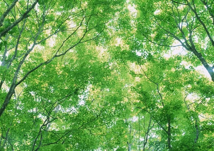 树木风景春季美景素材