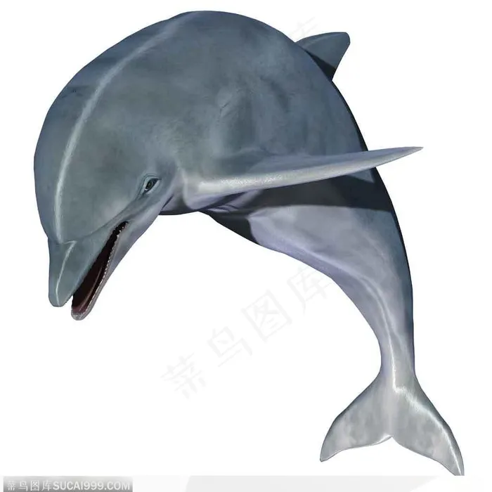 跳跃起来的海豚海洋生物