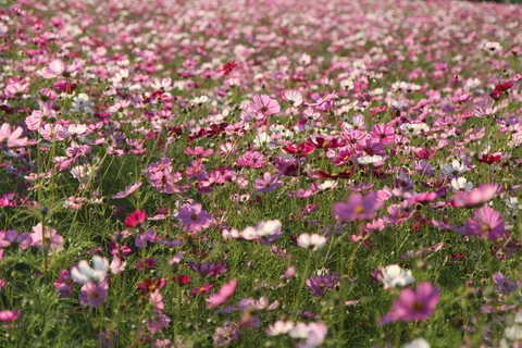 原野格桑花图片 原野格桑花图片