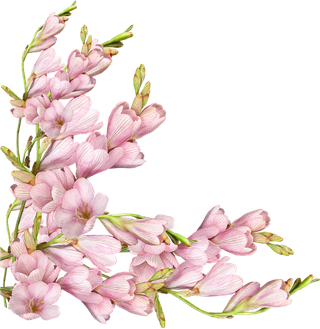 花枝卡通画简笔