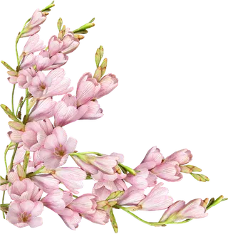 花枝卡通画简笔