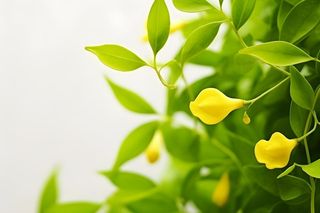 花朵黄色简约背景