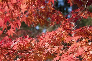 红枫叶嫩叶图片