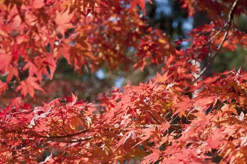 红枫叶嫩叶图片 红枫叶嫩叶图片