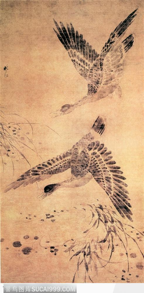 花鸟篇-野鸭