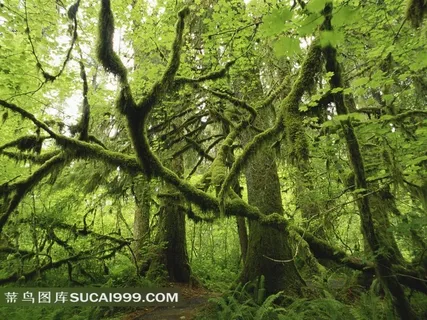 树林风光风景图片 树林风光风景图片
