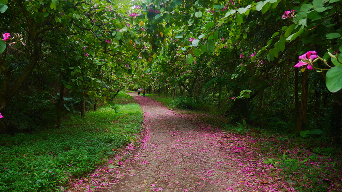 户外粉色紫荆花一路花开花径