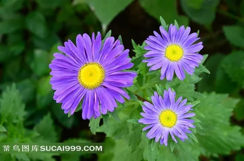 争奇斗艳的紫色菊花鲜花图片