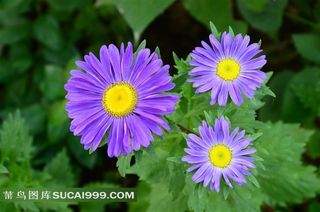 争奇斗艳的紫色菊花鲜花图片