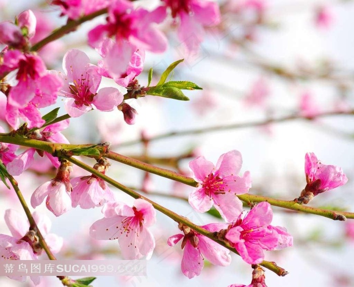 梅花鲜花图片下载