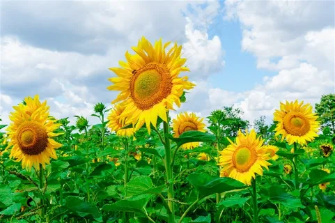 向日葵花海图片 向日葵花海图片